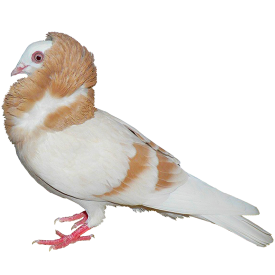 Jacobin Pigeon